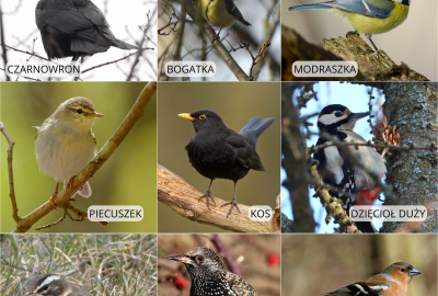 Ptaki Parku im. Aleksandra Fredry - skrzydlaci mieszkańcy naszego uzdrowiska